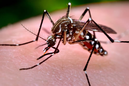 Mosquito Aedes Aegypti transmissor do vírus da Dengue